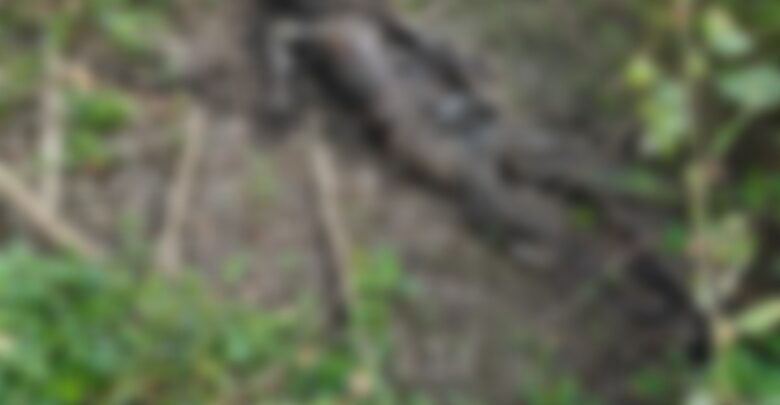 यहां झाड़ियों में मिला नर कंकाल, इलाके में फैली सनसनी, जांच में जुटी पुलिस यहां झाड़ियों में मिला नर कंकाल, इलाके में फैली सनसनी, जांच में जुटी पुलिस