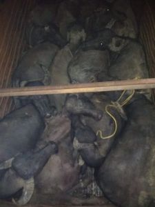  ट्रक में 15 भैंस भरकर ले जा रहे वाहन को पुलिस ने पकड़ा