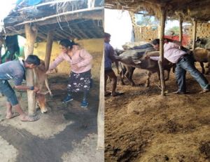 महासमुन्द : पशुओं में खुरपका-मुंहपका रोग उन्नमूलन कार्यक्रम 31 मार्च तक