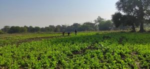  बेमेतरा : गौठान से महिला स्व सहायता समुह की महिलाओं को मिली आजीविका