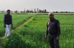  बलरामपुर : गोठान ग्रामों में रबी के रकबा विस्तार से किसानों की आमदनी में होगी वृद्धि, अब रबी में भी लहलहा रहे हैं सूने पड़े खेत उतेरा खेती को दिया जा रहा बढ़ावा