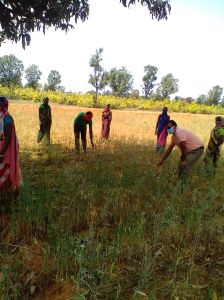 सुरक्षा मानकों का पालन कर किसान कर रहे रबि फसल की  कटाई