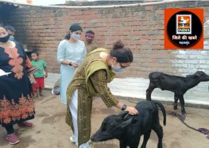महासमुंद : संचालक पशु चिकित्सा सेवायें ने गौठान एवं विभागीय संस्थाओं का निरीक्षण किया 