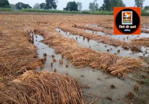  बेमौसम बारिश से फसल हुए नुकसान