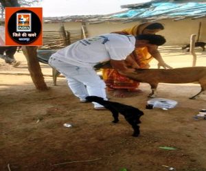  पशुओं में किया जा रहा है टीकाकरण का कार्य