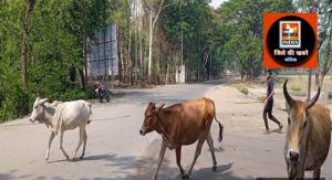  सड़कों से मवेशियों को हटाने का अभियान सड़कों से पशुओं को हटाने में आम नागरिक व व्यापारी भी करें सहयोग