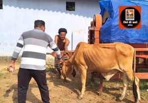 पशुओं को संक्रामक रोगों से बचाने सघन टीकाकरण कार्य जारी