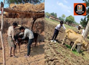 मौसमी बीमारियों से बचाव हेतु पशुओं में किया जा रहा है टीकाकरण