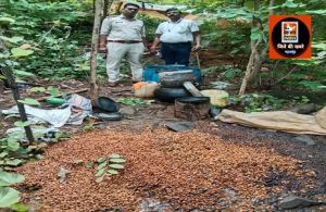अवैध हाथभट्टी महुआ शराब निर्माण पर की गई कार्रवाई 60 लीटर हाथभट्टी महुआ शराब जब्त