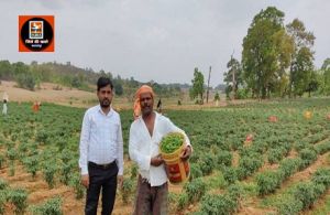मिर्च की बम्पर पैदावार से अमलू के चेहरे पर आई मुस्कान