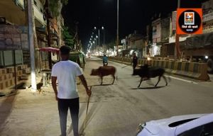 पशुओं को मुख्य मार्ग से हटाने की जा रही है लगातार कार्रवाई