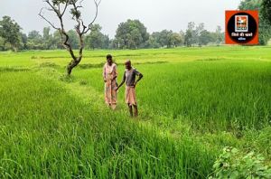 धान की फसल में कीट और बीमारियों से बचाव के उपाय: कृषि विभाग की सलाह’