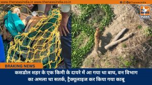 कसडोल शहर के एक किमी के दायरे में आ गया था बाघ, वन विभाग का अमला था सतर्क, ट्रैक्यूलाइज कर किया गया काबू