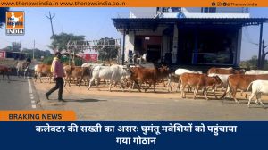 कलेक्टर की सख्ती का असरः घुमंतू मवेशियों को पहुंचाया गया गौठान