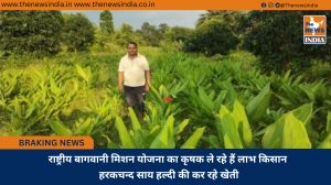 राष्ट्रीय बागवानी मिशन योजना का कृषक ले रहे हैं लाभ किसान हरकचन्द साय हल्दी की कर रहे खेती