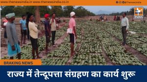 राज्य में तेन्दूपत्ता संग्रहण का कार्य शुरू