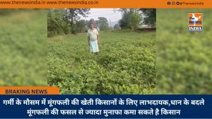 गर्मी के मौसम में मूंगफली की खेती किसानों के लिए लाभदायक,धान के बदले मूंगफली की फसल से ज्यादा मुनाफा कमा सकते है किसान