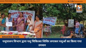 पशुपालन विभाग द्वारा पशु चिकित्सा शिविर लगाकर पशुओं का किया गया उपचार