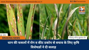 धान की फसलों में रोग व कीट प्रकोप से बचाव के लिए कृषि विशेषज्ञों ने दी सलाह