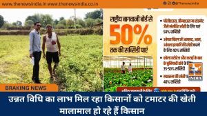 उन्नत विधि का लाभ मिल रहा किसानों को टमाटर की खेती मालामाल हो रहे हैं किसान