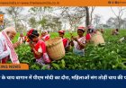 असम के चाय बागान में पीएम मोदी का दौरा, महिलाओं संग तोड़ीं चाय की पत्तियां
