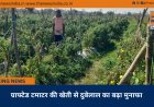 ग्राफ्टेड टमाटर की खेती से दुबेलाल का बढ़ा मुनाफा