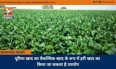 यूरिया खाद का वैकल्पिक खाद के रूप में हरी खाद का किया जा सकता है उपयोग