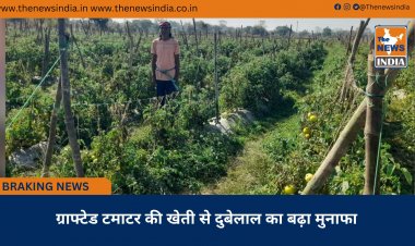 ग्राफ्टेड टमाटर की खेती से दुबेलाल का बढ़ा मुनाफा