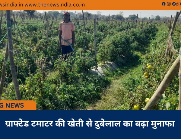 ग्राफ्टेड टमाटर की खेती से दुबेलाल का बढ़ा मुनाफा