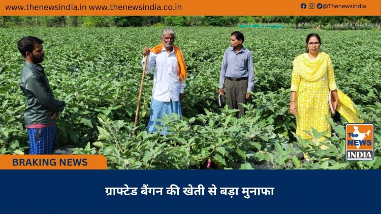 ग्राफ्टेड बैंगन की खेती से बड़ा मुनाफा