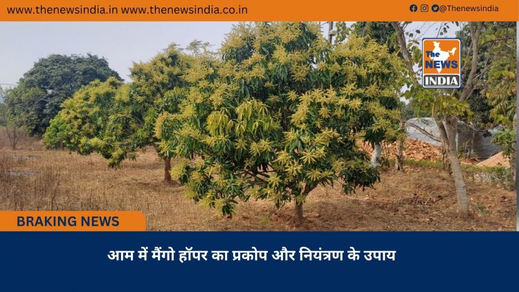 आम में मैंगो हॉपर का प्रकोप और नियंत्रण के उपाय