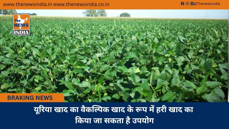 यूरिया खाद का वैकल्पिक खाद के रूप में हरी खाद का किया जा सकता है उपयोग