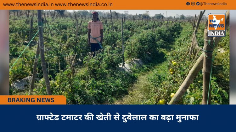 ग्राफ्टेड टमाटर की खेती से दुबेलाल का बढ़ा मुनाफा