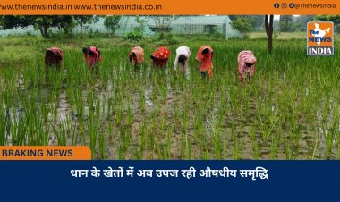 धान के खेतों में अब उपज रही औषधीय समृद्धि