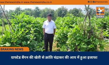 ग्राफ्टेड बैंगन की खेती से क्रांति चंद्राकर की आय में हुआ इजाफा