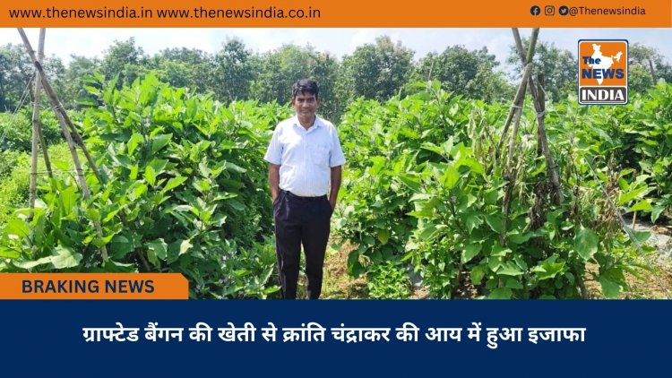 ग्राफ्टेड बैंगन की खेती से क्रांति चंद्राकर की आय में हुआ इजाफा