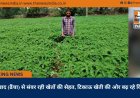 हरी खाद (ढैंचा) से संवर रही खेतों की सेहत, टिकाऊ खेती की ओर बढ़ रहे किसान