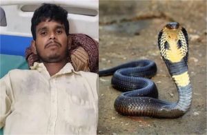 कोबरा के डसने पर युवक ने लिया बदला, दांतों से चबा डाला फन, सांप ने तोड़ा दम