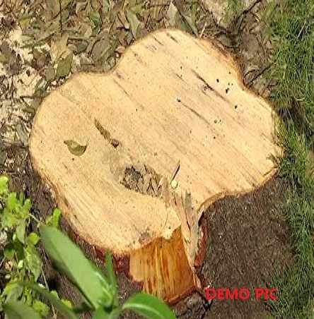 कर्नाटक में तस्करों ने किसान के खेत से चुरा ले गए 150 चंदन के पेड़ कर्नाटक में तस्करों ने किसान के खेत से चुरा ले गए 150 चंदन के पेड़