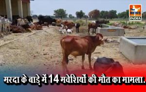 मरदा के बाड़े में 14 मवेशियों की मौत का मामला... मरदा के बाड़े में 14 मवेशियों की मौत का मामला...