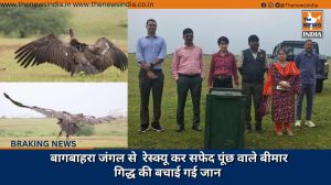 बागबाहरा जंगल से  रेस्क्यू कर सफेद पूंछ वाले बीमार गिद्ध की बचाई गई जान  