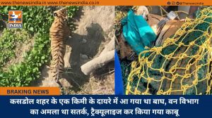 कसडोल शहर के एक किमी के दायरे में आ गया था बाघ, वन विभाग का अमला था सतर्क, ट्रैक्यूलाइज कर किया गया काबू