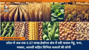  प्रदेश में अब तक 5.57 लाख हेक्टेयर क्षेत्र में रबी फसल गेहूं, चना, मक्का, अलसी सहित विभिन्न फसलों की बोनी
