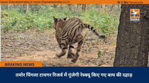  तमोर पिंगला टायगर रिजर्व में गूंजेगी रेस्क्यू किए गए बाघ की दहाड़