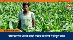 ग्रीष्मकालीन धान के बदले मक्का की खेती से दोगुना लाभ