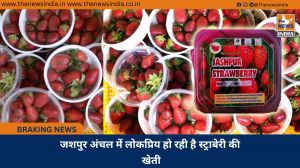 जशपुर अंचल में लोकप्रिय हो रही है स्ट्राबेरी की खेती