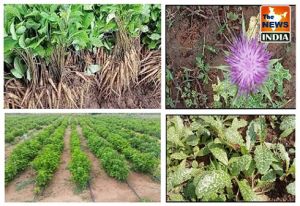  विशेष लेख : औषधीय पौधों की खेती का सफल प्रयास - छत्तीसगढ़ के किसानों में जगी नई आस